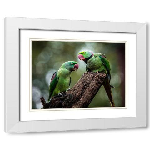 Green Parrot II White Modern Wood Framed Art Print with Double Matting by Ronin