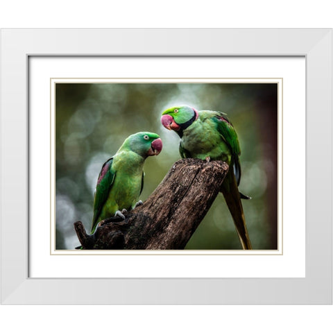 Green Parrot II White Modern Wood Framed Art Print with Double Matting by Ronin