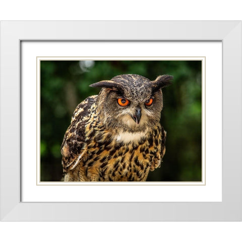 OE Oe Owl White Modern Wood Framed Art Print with Double Matting by Ronin