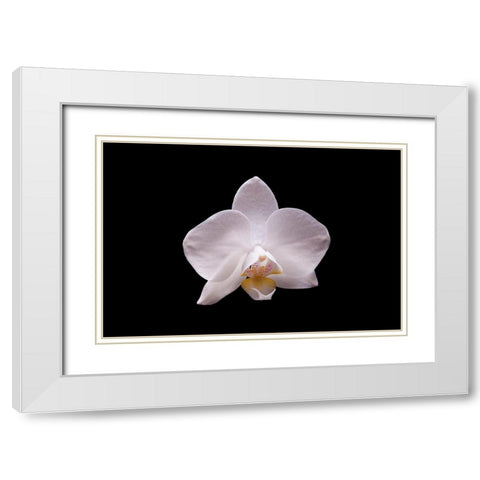 Orchidee I White Modern Wood Framed Art Print with Double Matting by Brosius, Volker