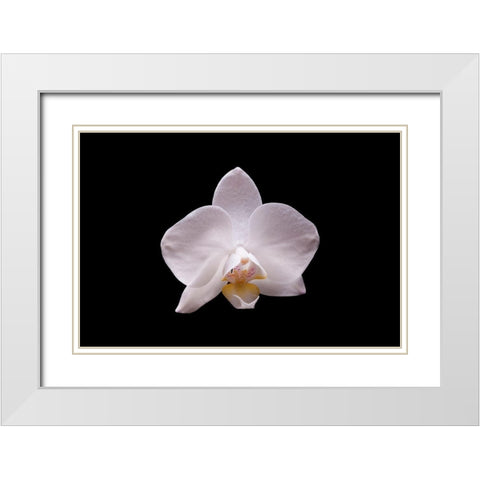 Orchidee I White Modern Wood Framed Art Print with Double Matting by Brosius, Volker