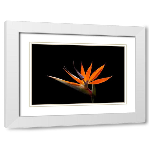 Strelitzia White Modern Wood Framed Art Print with Double Matting by Brosius, Volker