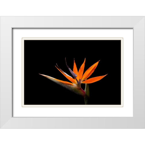 Strelitzia White Modern Wood Framed Art Print with Double Matting by Brosius, Volker