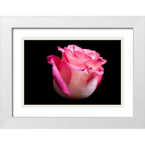 Rose I White Modern Wood Framed Art Print with Double Matting by Brosius, Volker