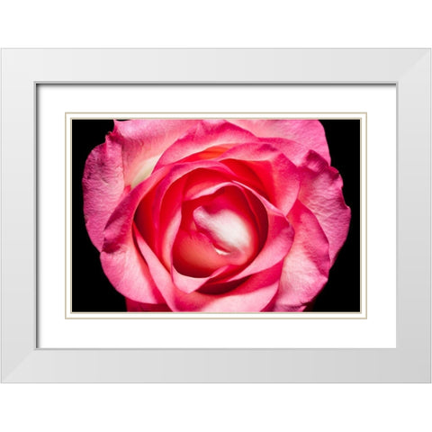 Rose II White Modern Wood Framed Art Print with Double Matting by Brosius, Volker