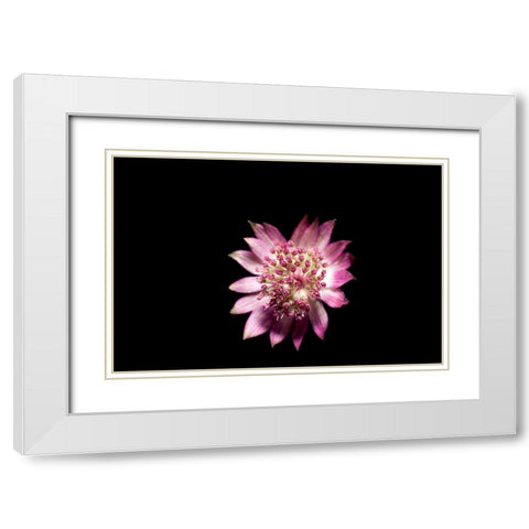 Blute lila White Modern Wood Framed Art Print with Double Matting by Brosius, Volker