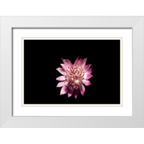 Blute lila White Modern Wood Framed Art Print with Double Matting by Brosius, Volker