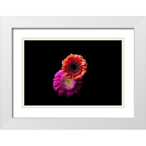 Gerbera Duo White Modern Wood Framed Art Print with Double Matting by Brosius, Volker