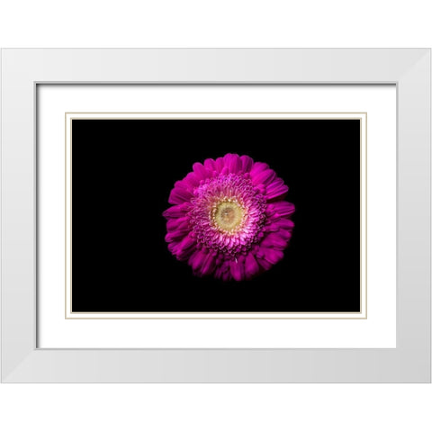 Gerbera lila White Modern Wood Framed Art Print with Double Matting by Brosius, Volker