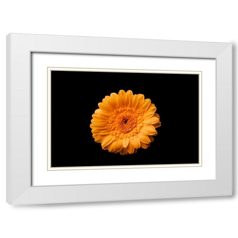 Gerbera gelb White Modern Wood Framed Art Print with Double Matting by Brosius, Volker