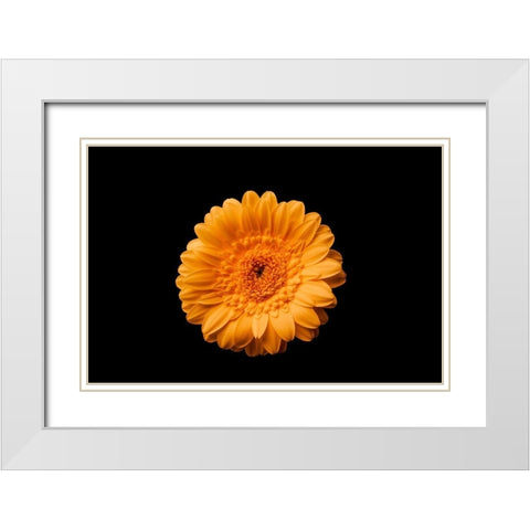 Gerbera gelb White Modern Wood Framed Art Print with Double Matting by Brosius, Volker