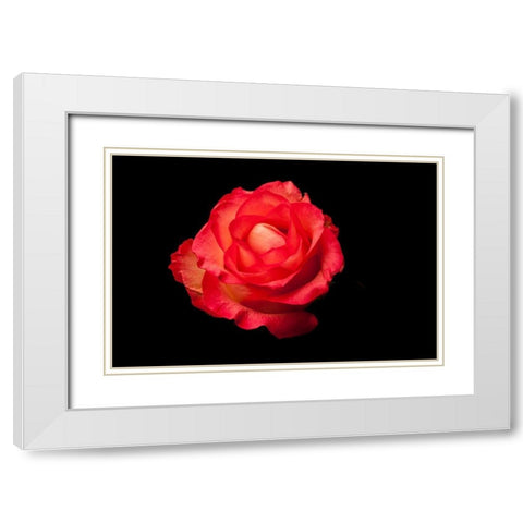 Rose rot White Modern Wood Framed Art Print with Double Matting by Brosius, Volker
