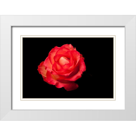 Rose rot White Modern Wood Framed Art Print with Double Matting by Brosius, Volker