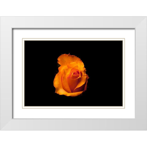 Rose gelb I White Modern Wood Framed Art Print with Double Matting by Brosius, Volker