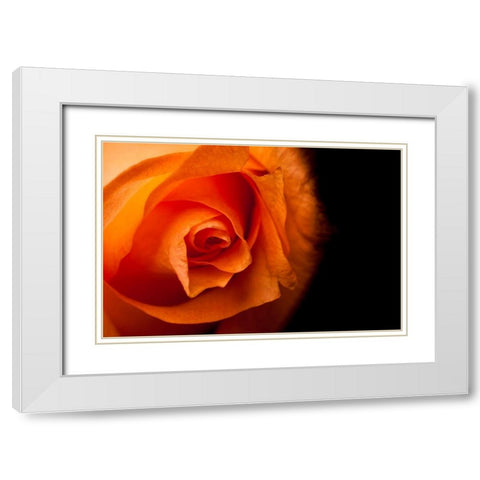 Rose gelb I White Modern Wood Framed Art Print with Double Matting by Brosius, Volker