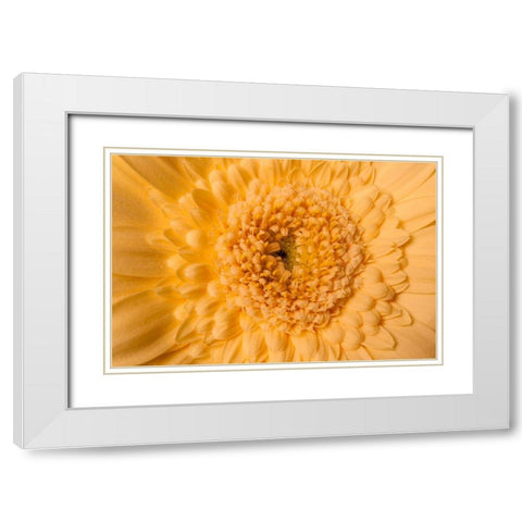 Gerbera nah White Modern Wood Framed Art Print with Double Matting by Brosius, Volker