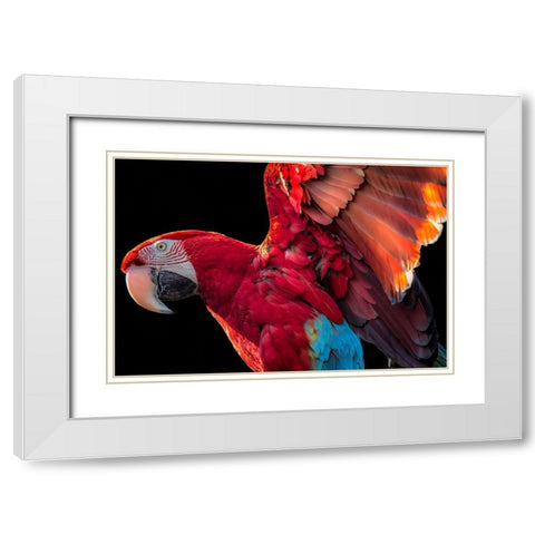 Parrot Wings White Modern Wood Framed Art Print with Double Matting by Ronin