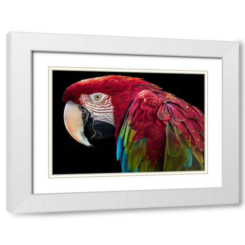 Ara Parrot White Modern Wood Framed Art Print with Double Matting by Ronin