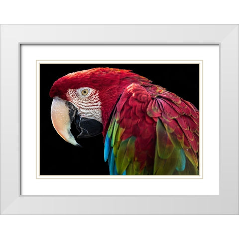 Ara Parrot White Modern Wood Framed Art Print with Double Matting by Ronin