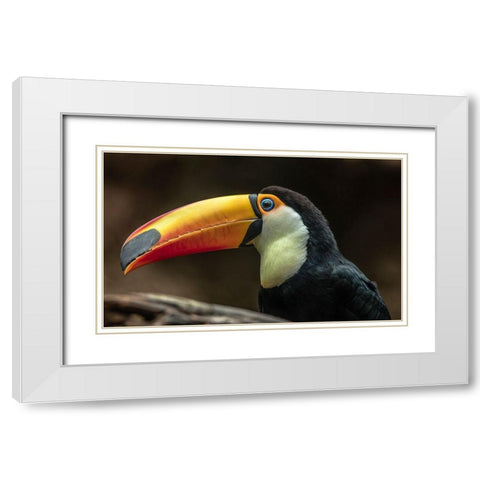 The Toucan White Modern Wood Framed Art Print with Double Matting by Ronin