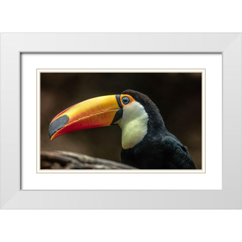 The Toucan White Modern Wood Framed Art Print with Double Matting by Ronin