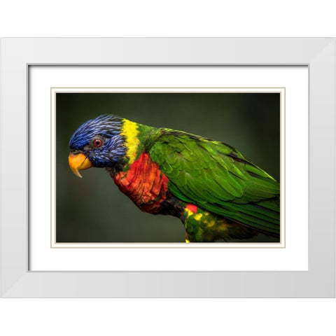 Green Bird White Modern Wood Framed Art Print with Double Matting by Ronin