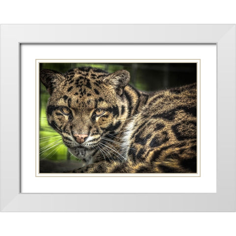 The Nevel Panther White Modern Wood Framed Art Print with Double Matting by Ronin
