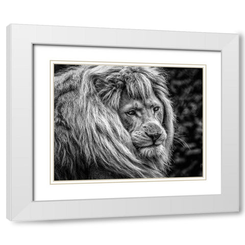 the male Lion White Modern Wood Framed Art Print with Double Matting by Ronin