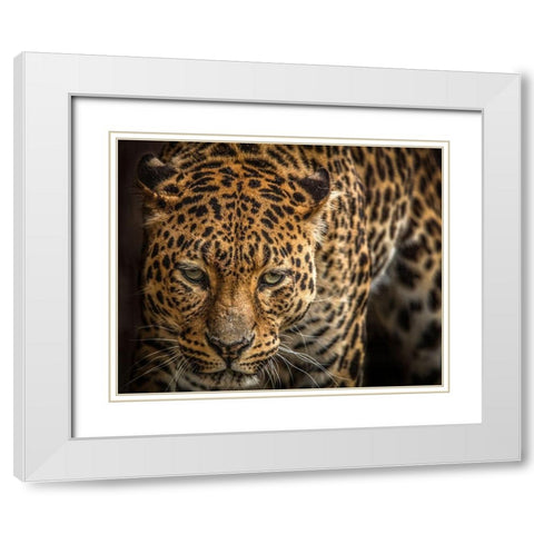 The Jaguar III White Modern Wood Framed Art Print with Double Matting by Ronin