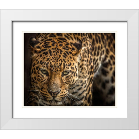 The Jaguar III White Modern Wood Framed Art Print with Double Matting by Ronin