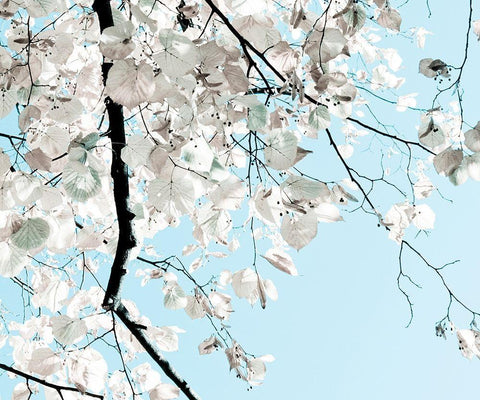 Linden Tree Branches White Modern Wood Framed Art Print with Double Matting by Duealberi, Antonia and Fabio