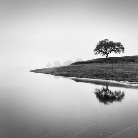Tree in the Lake White Modern Wood Framed Art Print with Double Matting by Manuel, Alexandre