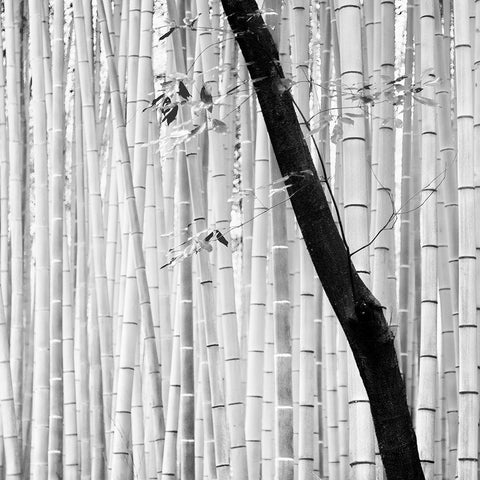 Bamboo Forest White Modern Wood Framed Art Print by Manuel, Alexandre