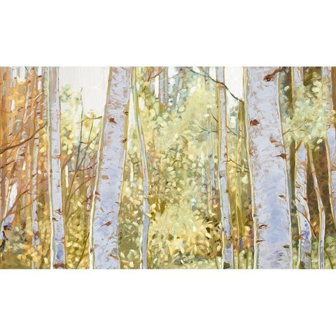 Summer Birch I  Black Modern Wood Framed Art Print with Double Matting by Del Rizzo, Anthony