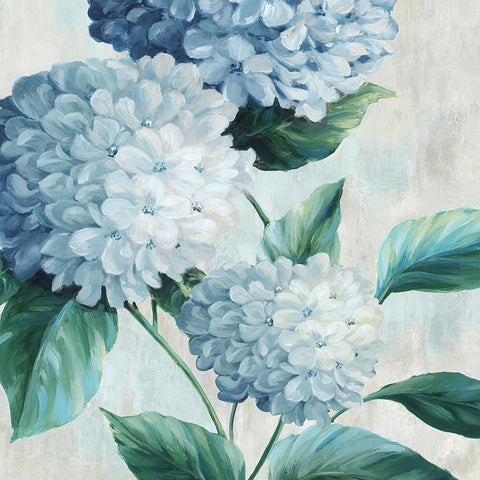 Blue Hydrangea Blooms I White Modern Wood Framed Art Print with Double Matting by Black, Alex
