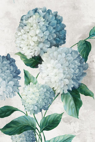 Blue Hydrangea Florals Black Ornate Wood Framed Art Print with Double Matting by Black, Alex