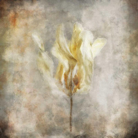 Sepia Bloom I White Modern Wood Framed Art Print by Bingham, John