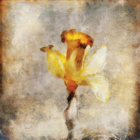 Sepia Bloom III White Modern Wood Framed Art Print by Bingham, John