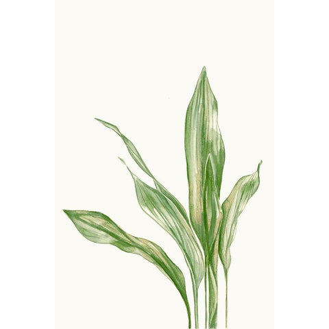 Aspidistra Variegata II White Modern Wood Framed Art Print by Errico and Slyp