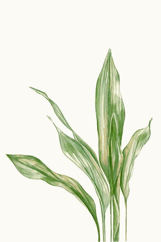 Aspidistra Variegata II White Modern Wood Framed Art Print with Double Matting by Errico and Slyp