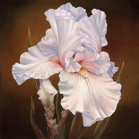 White Iris II Black Modern Wood Framed Art Print by Broome, Marianne