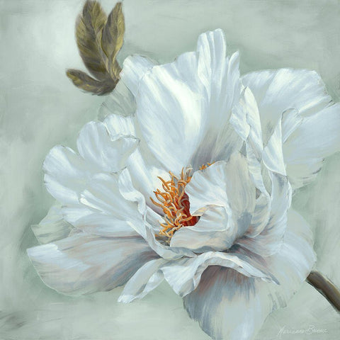 Precious Peony II White Modern Wood Framed Art Print by Broome, Marianne