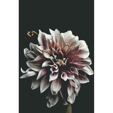 Dazed White Modern Wood Framed Art Print by Kiss, Beatrice