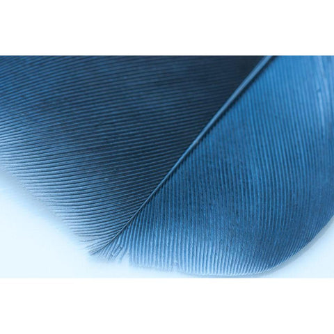 Blue Feather II Black Modern Wood Framed Art Print by Beavers, Jennifer