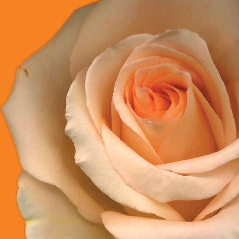 Peach Rose Black Modern Wood Framed Art Print by Diskin, Ceil
