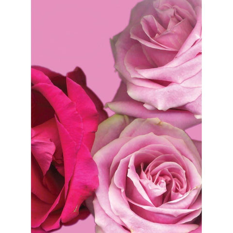 Pink Red Roses White Modern Wood Framed Art Print by Diskin, Ceil