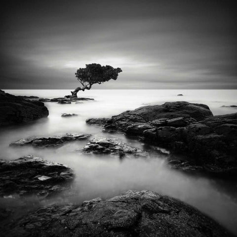 Tree of Temptation Black Modern Wood Framed Art Print with Double Matting by Cherry, Rob