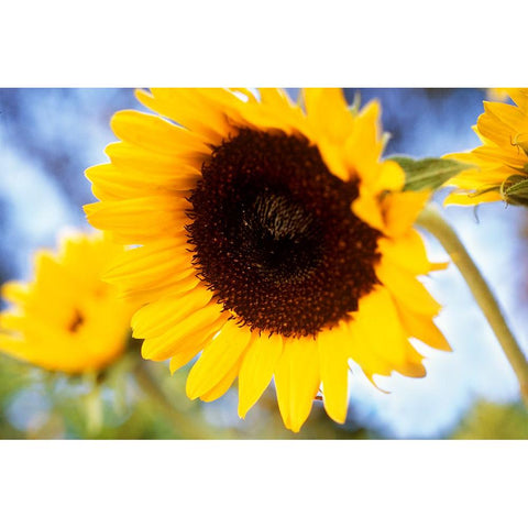 Sunshine White Modern Wood Framed Art Print by Connolly, Karina