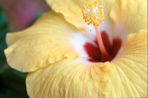 Hibiscus White Modern Wood Framed Art Print with Double Matting by Connolly, Karin