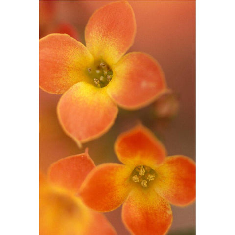 Orange Blossom I  Black Modern Wood Framed Art Print by Connolly, Karin